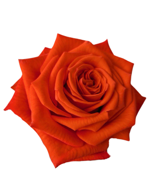 Citrine, 50cm, 25 Stems, ROSAS DEL CORAZON