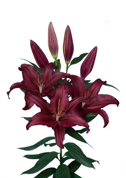 Firebolt, 80cm, 5 Stems, FAIRFIELD