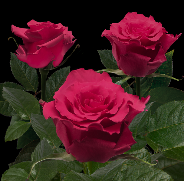 Jacaranda, 60cm, 25 Stems, AZAYA GARDENS