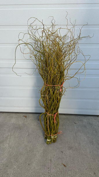 Curly Willow Tips, 80cm, Bunch, Grower Bunch, MLF