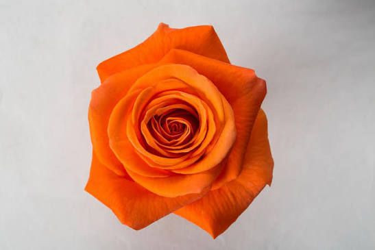 Bittersweet, 40cm, 25 Stems, ROSAPRIMA CIA. LTDA.