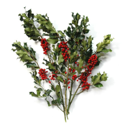 Holly Green Berried Sleeved, BUNCH, 1LB, MLF