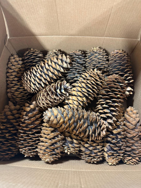 Pine Cones Medium Sugar, BOX, 30 Units, MLF