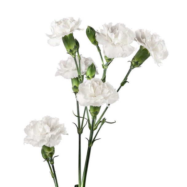 White, 60cm, 10 Stems, FLORES EL TRIGAL (SKU: 4383-5140-961)