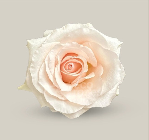 Fancy Dreams, 40cm, 25 Stems, ROSAPRIMA CIA. LTDA.