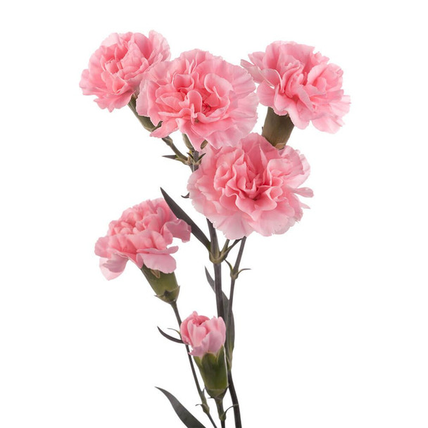 Pink, 60cm, 10 Stems, FLORES EL TRIGAL (SKU: 72656-5140-961)