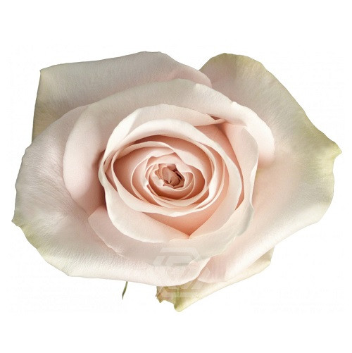 Pomarosa, 60cm, 25 Stems, ROSAPRIMA CIA. LTDA.