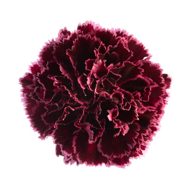 Burgundy, 70cm, 25 Stems, Fancy, LOCAL