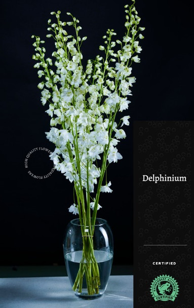 Triton White, 60cm, 10 Stems, FLORAL CHAIN GROUP
