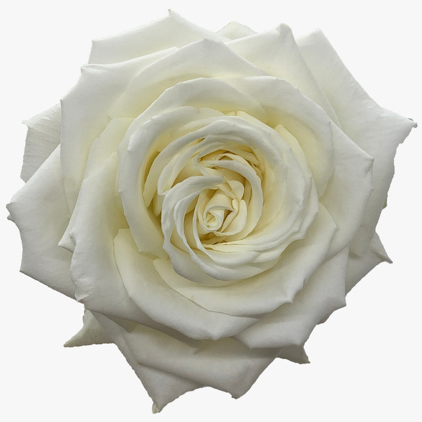 Playa Blanca, 60cm, 25 Stems, TOMAS FLOWERS GM