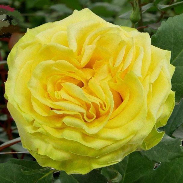 Star Walker, 50cm, 25 Stems, AZAYA GARDENS