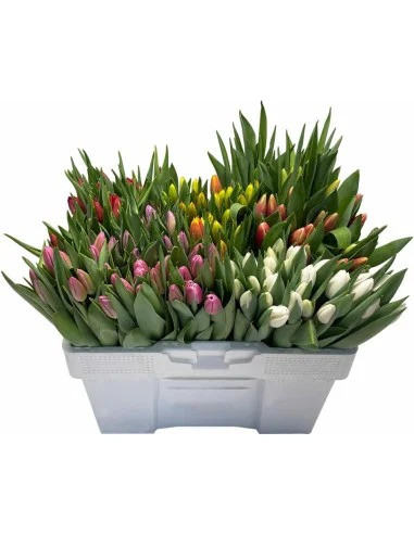 Tulips Assorted, 55cm, 10 Stems, MLF