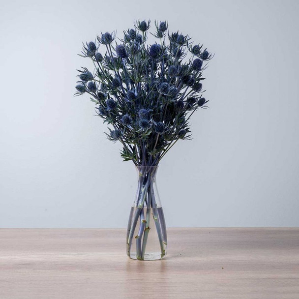 Blue Dynamite, 50cm, 10 Stems, FLORAL CHAIN GROUP