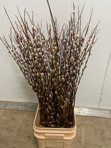 Pussy Willow, 65cm, 10 Stems, Smit Nursery