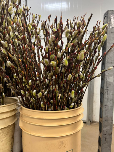 Pussy Willow, 65cm, 10 Stems, Smit Nursery