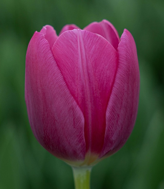 Marathon Champ, 35cm, 10 Stems, 24gr, ANNIE BOX