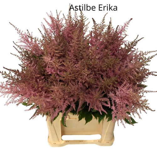 Erika, 45cm, 10 Stems, ANNIE BOX (SKU: 73519-389-744)