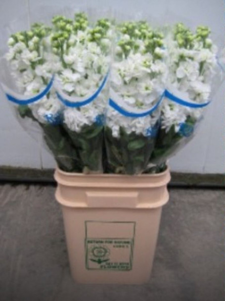 White  Matthiola Stock, 65cm, 5 Stems, Ravenek Greenhouses