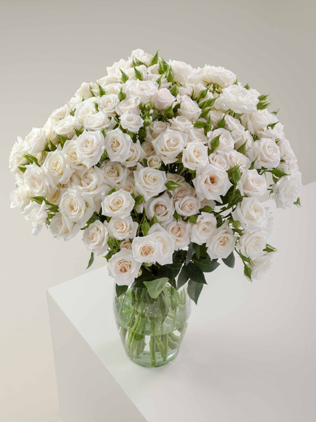 White Majolika, 50cm, 10 Stems, ROSAPRIMA CIA. LTDA.