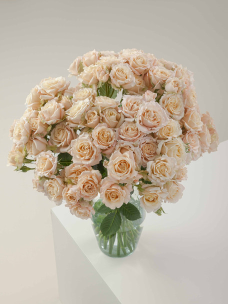 Sahara Sensation, 60cm, 10 Stems, ROSAPRIMA CIA. LTDA.