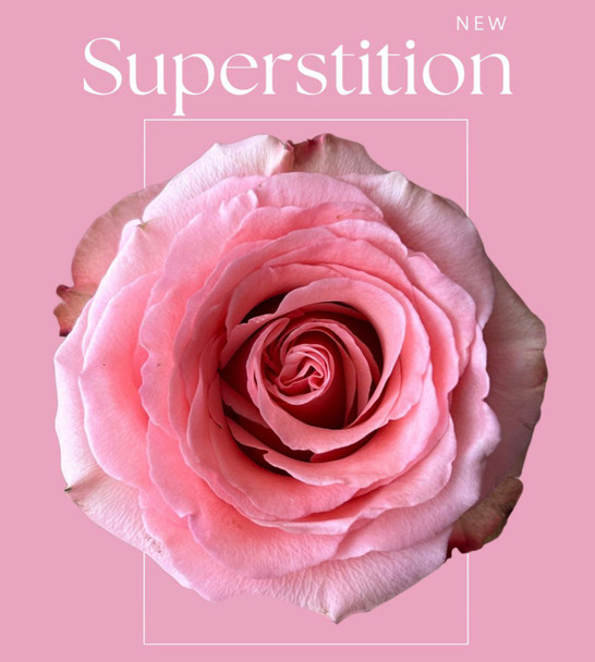 Superstition, 60cm, 25 Stems, AZAYA GARDENS