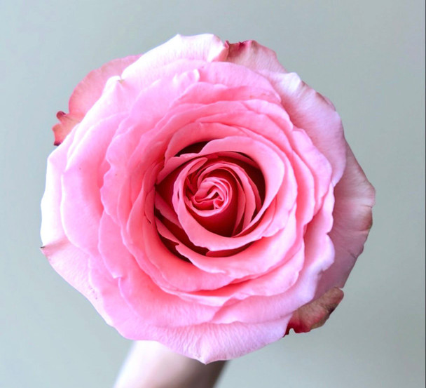 Superstition, 50cm, 25 Stems, AZAYA GARDENS