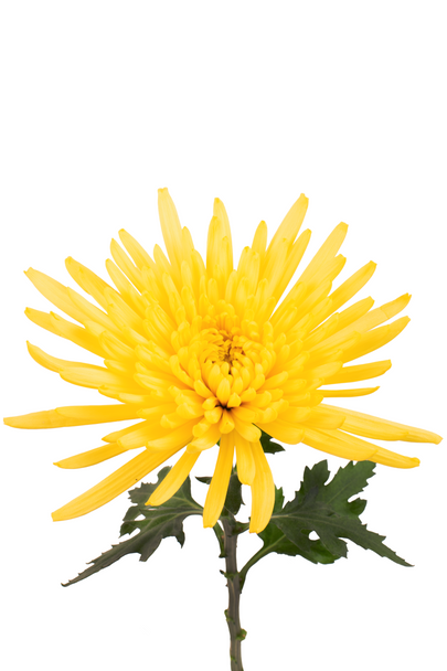 Spider Yellow, 70cm, 10 Stems, FLORES EL TRIGAL