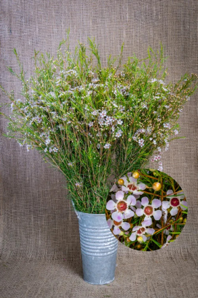 Waxflower Light Pink, 60cm, Grower Bunch, MLF