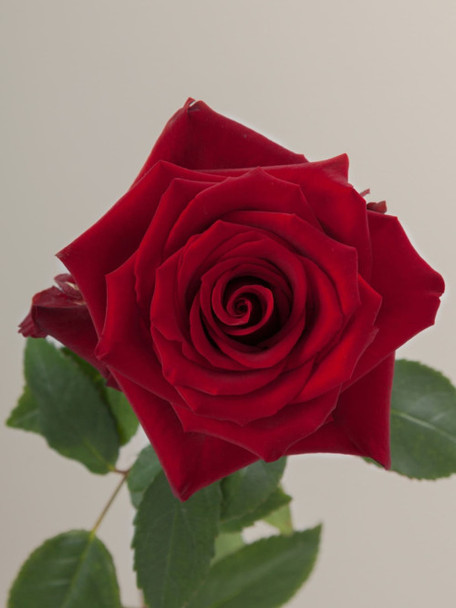 Explorer, 80cm, 25 Stems, GUAPA ROSES