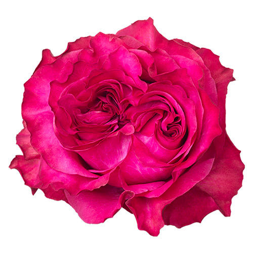 Country Blues, 50cm, 25 Stems, GUAPA ROSES