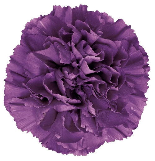 Moonshade, 70cm, 20 Stems, Fancy, COLOMBIA (SKU: 73564-5244-1025)