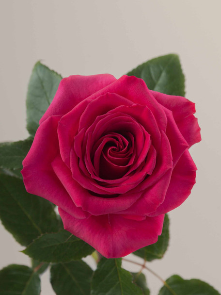 Queenberry, 50cm, 25 Stems, ROSAPRIMA CIA. LTDA.