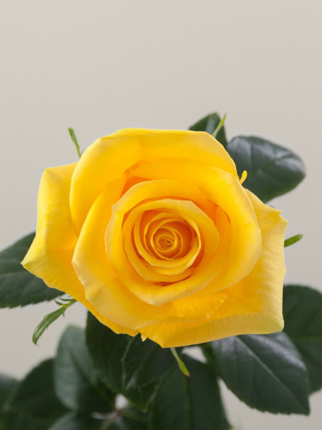 Momentum, 50cm, 25 Stems, FLORALIS