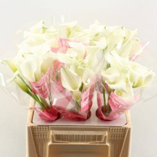 Crystal Blush, 50cm, 5 Stems, ANNIE BOX (SKU: 73570-5248-744)