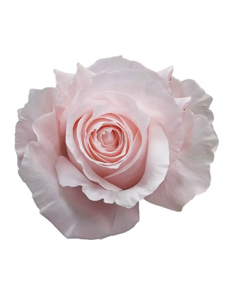 Pomarosa, 50cm, 25 Stems, ROSAPRIMA CIA. LTDA.