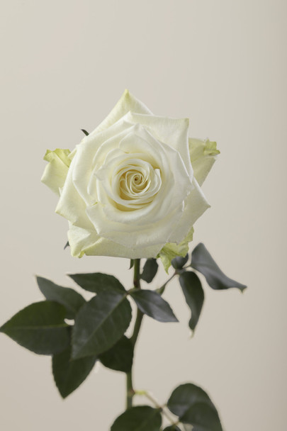 Mia, 50cm, 25 Stems, ROSAPRIMA CIA. LTDA.