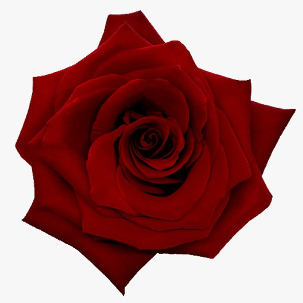 Explorer, 40cm, 25 Stems, GUAPA ROSES