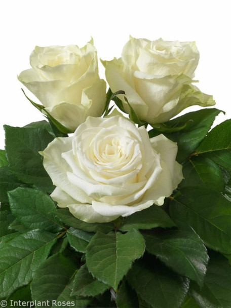 Highlight, 60cm, 25 Stems, THE FARM DIRECT COMPANY (SKU: 3929-45-611)