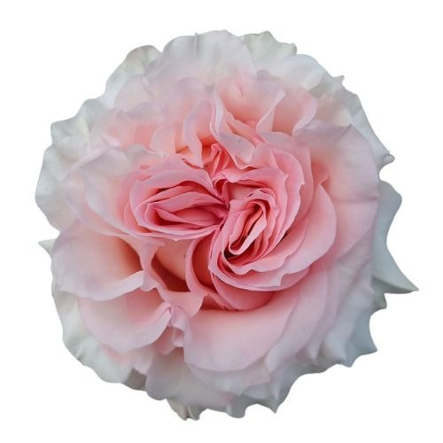 Powder Puff, 60cm, 25 Stems, ROSAPRIMA CIA. LTDA.