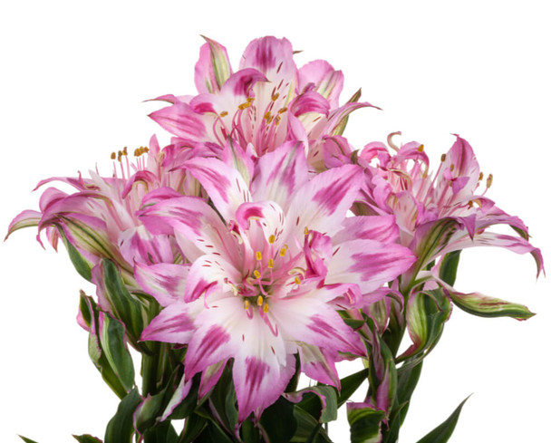 Astronova Assorted, 75cm, 10 Stems, FLORES EL TRIGAL
