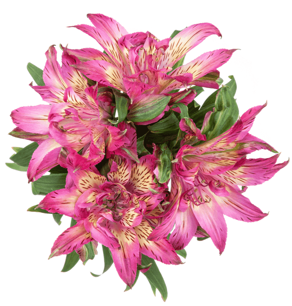 Astronova Assorted, 75cm, 10 Stems, FLORES EL TRIGAL