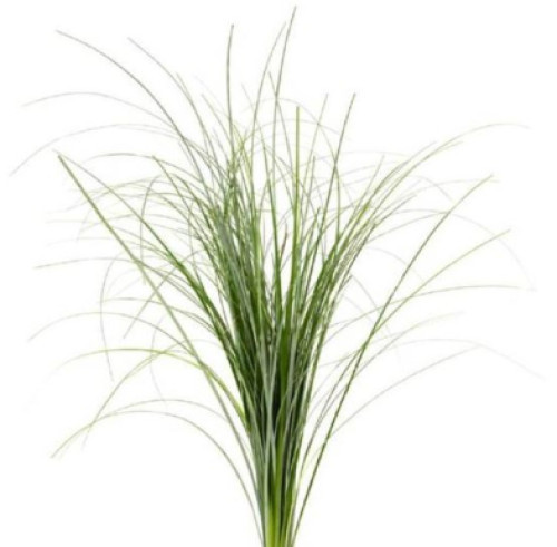 Beargrass, 55cm, BUNCH, MLF