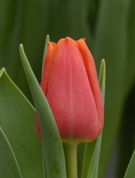 Countus, -cm, 10 Stems, ANNIE BOX