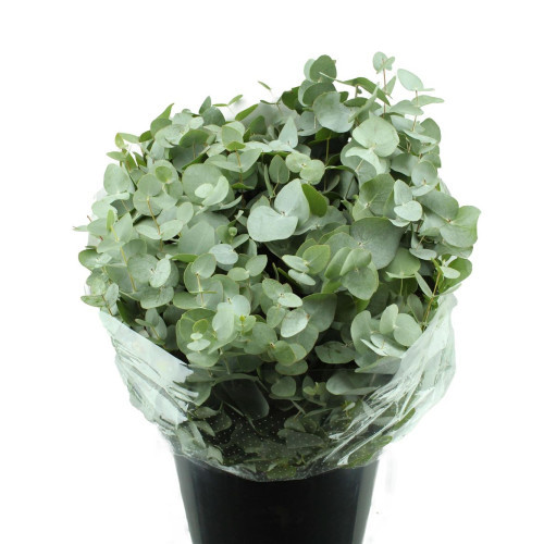 Cinerea, 70cm, 1 Stems, ANNIE BOX