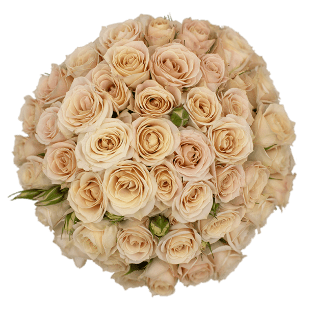 Bali, 50cm, 10 Stems, ROSAPRIMA CIA. LTDA.