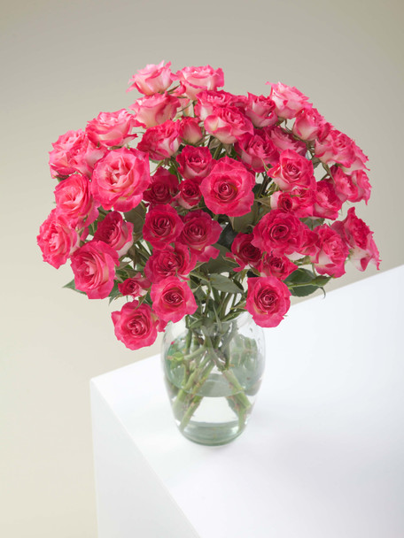 Milky Way, 60cm, 10 Stems, ROSAPRIMA CIA. LTDA.