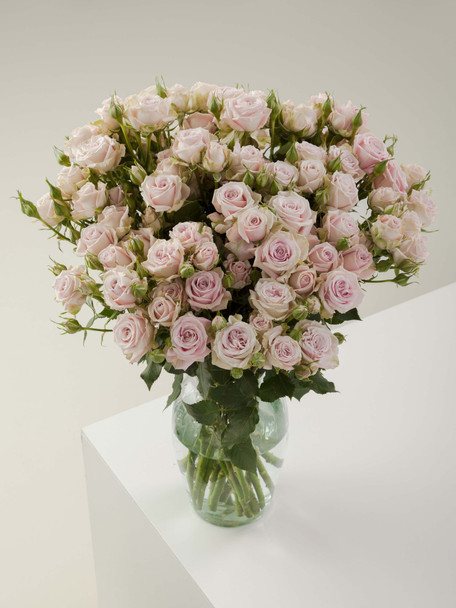 Portrait, 60cm, 10 Stems, ROSAPRIMA CIA. LTDA.