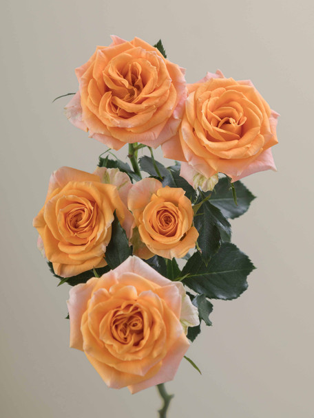 Fibonacci Aureus, 50cm, 10 Stems, ROSAPRIMA CIA. LTDA.