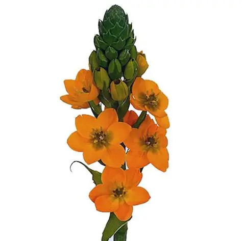 Dubium Sunshine, 40cm, 10 Stems, ANNIE BOX