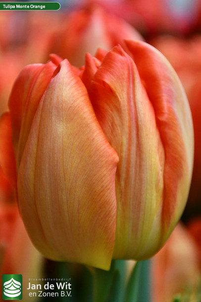 Double Monte Orange, 37cm, 10 Stems, 34gr, ANNIE BOX